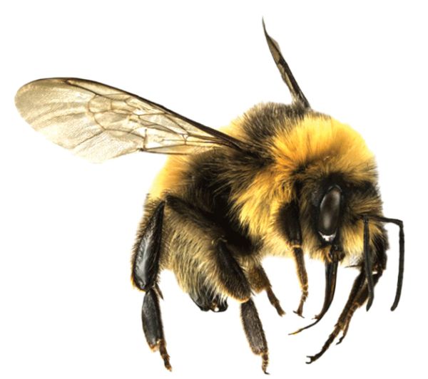 蜜蜂 PNG免抠图透明素材 素材天下编号:74660
