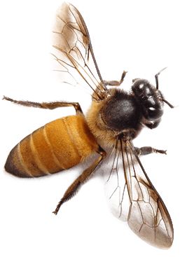蜜蜂 PNG透明背景免抠图元素 素材中国编号:74663