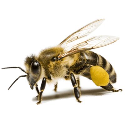 蜜蜂 PNG透明背景免抠图元素 素材中国编号:74664