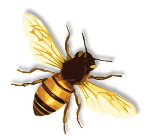蜜蜂 PNG免抠图透明素材 素材天下编号:74667