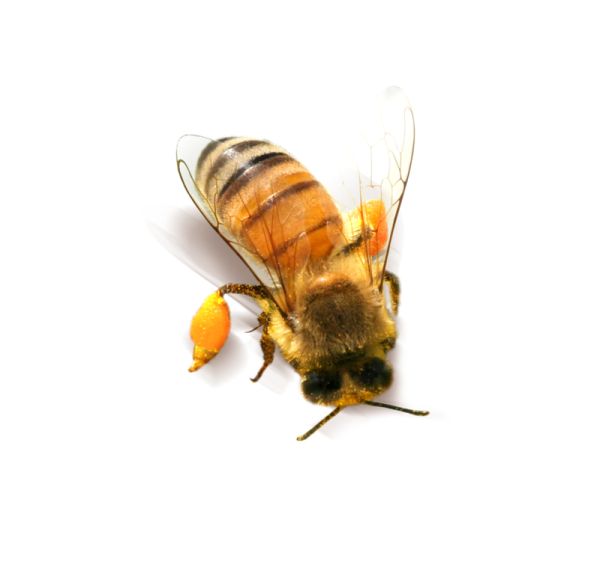 蜜蜂 PNG免抠图透明素材 16设计网编号:74687