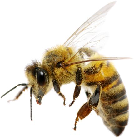 蜜蜂 PNG透明背景免抠图元素 16图库网编号:74690