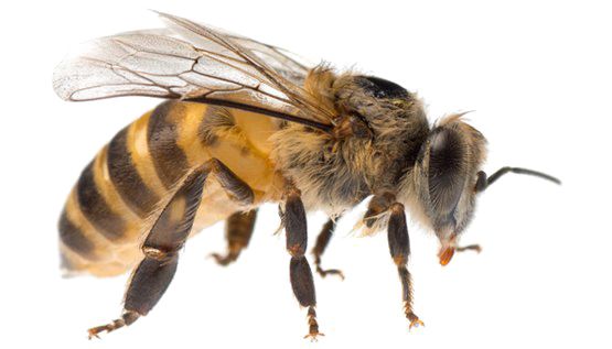 蜜蜂 PNG免抠图透明素材 素材天下编号:74691