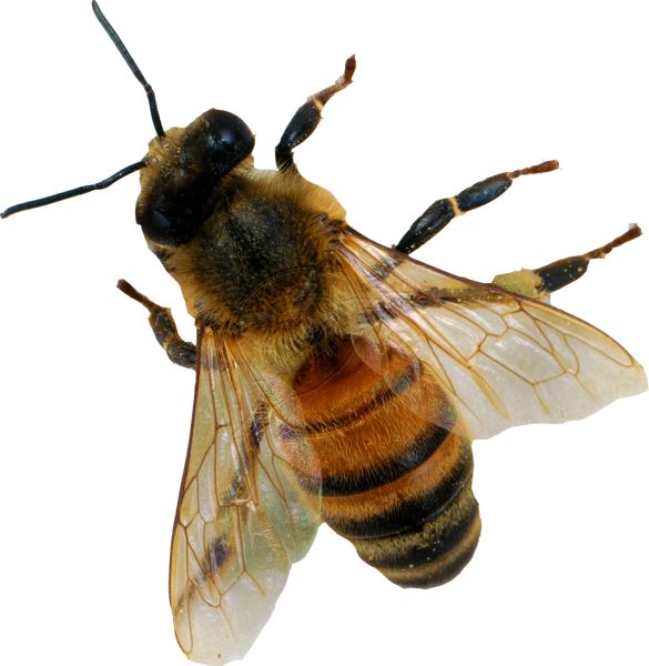 蜜蜂 PNG透明背景免抠图元素 16图库网编号:74692