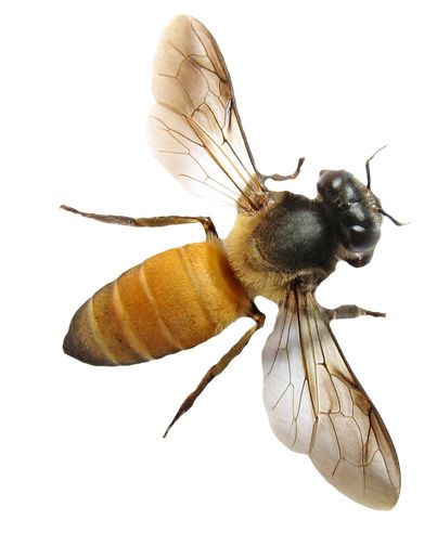 蜜蜂 PNG透明背景免抠图元素 16图库网编号:74695