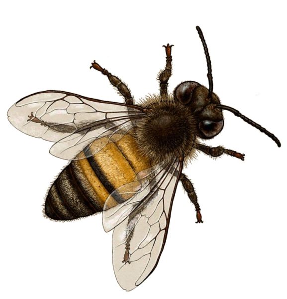 蜜蜂 PNG透明背景免抠图元素 素材中国编号:74696