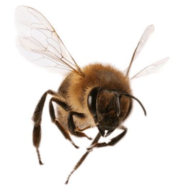 蜜蜂 PNG免抠图透明素材 普贤居素材编号:74699