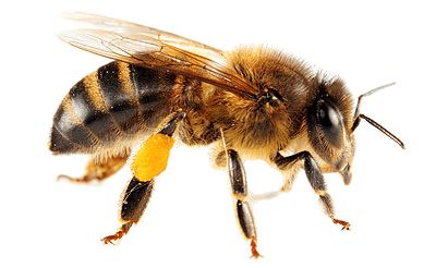 蜜蜂 PNG透明背景免抠图元素 素材中国编号:74700