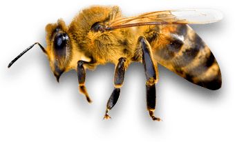 蜜蜂 PNG透明背景免抠图元素 16图库网编号:74701
