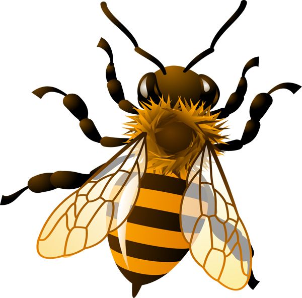 蜜蜂 PNG免抠图透明素材 16设计网编号:74709