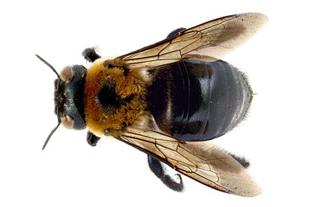 蜜蜂 PNG透明背景免抠图元素 素材中国编号:74710