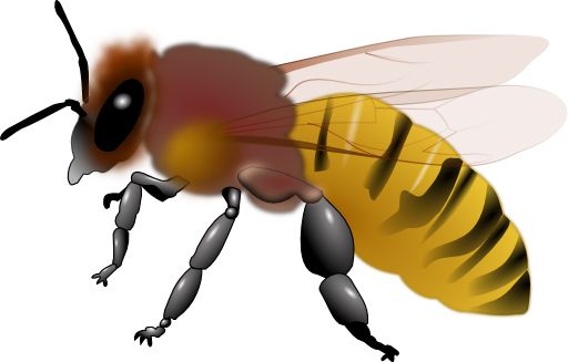 蜜蜂 PNG透明背景免抠图元素 素材中国编号:74715