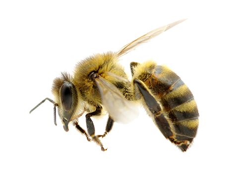 蜜蜂 PNG免抠图透明素材 16设计网编号:74727