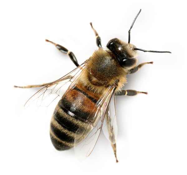 蜜蜂 PNG免抠图透明素材 普贤居素材编号:74730