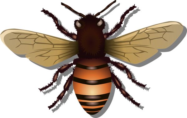蜜蜂 PNG免抠图透明素材 16设计网编号:74732