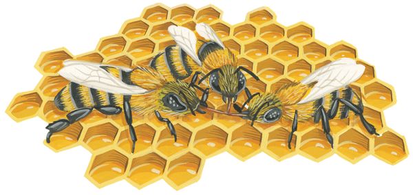 蜜蜂 PNG透明背景免抠图元素 素材中国编号:74734