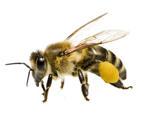 蜜蜂 PNG免抠图透明素材 素材中国编号:74736