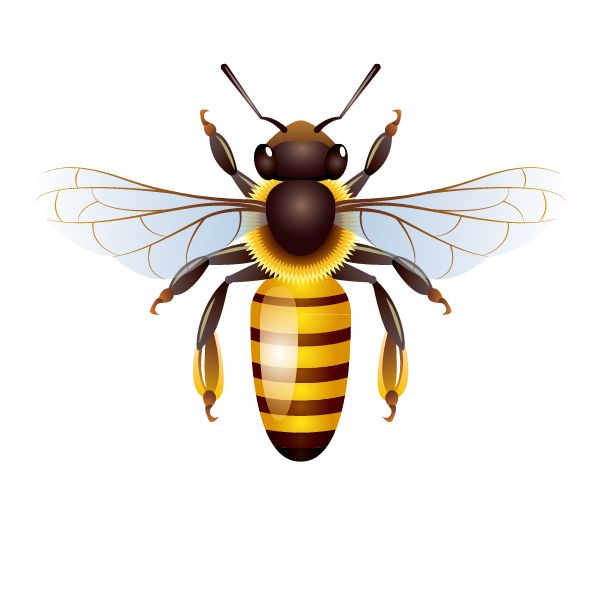 蜜蜂 PNG免抠图透明素材 普贤居素材编号:74737