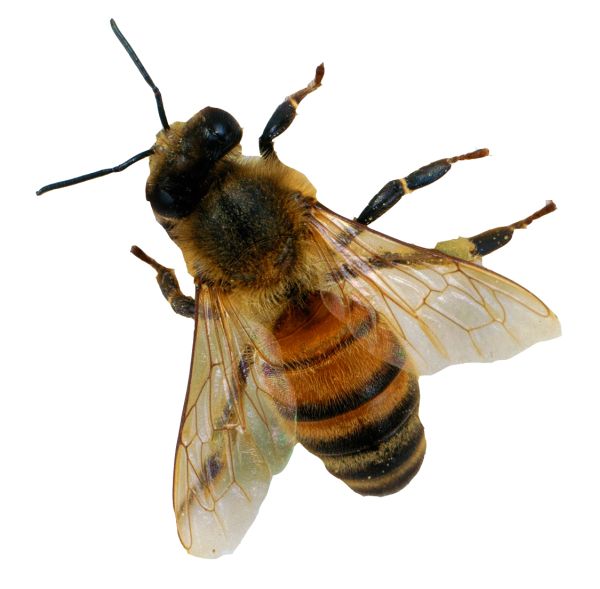 蜜蜂 PNG免抠图透明素材 16设计网编号:74739