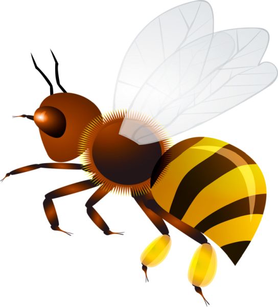 蜜蜂 PNG透明背景免抠图元素 16图库网编号:74744