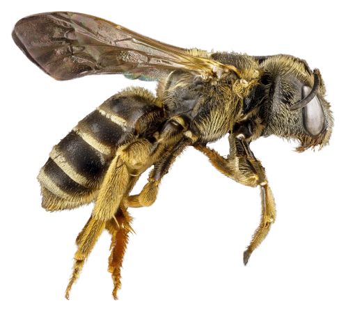 蜜蜂 PNG免抠图透明素材 普贤居素材编号:74747