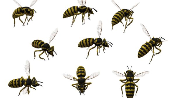 蜜蜂 PNG免抠图透明素材 素材天下编号:74752