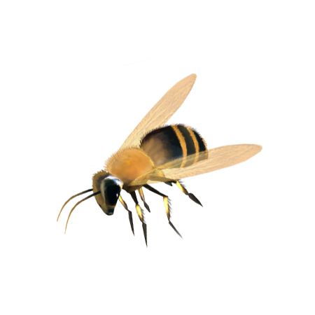 蜜蜂 PNG免抠图透明素材 素材天下编号:74756