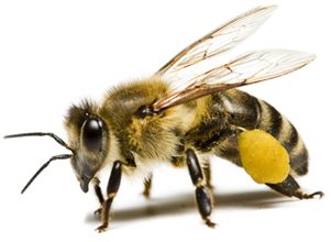蜜蜂PNG透明背景免抠图元素 素材中国编号:4297