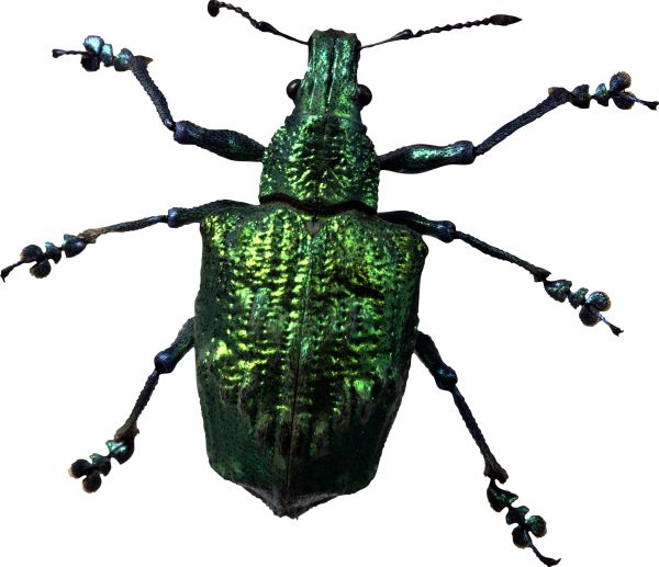 虫虫PNG免抠图透明素材 16设计网编号:3972
