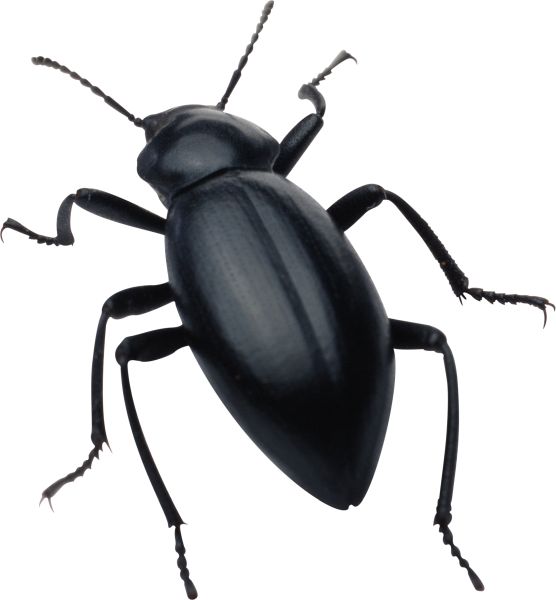 黑虫PNG免抠图透明素材 16设计网编
