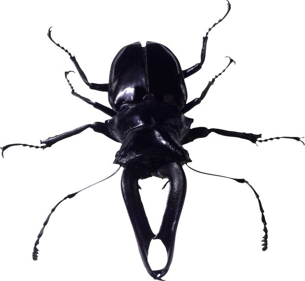 虫虫PNG免抠图透明素材 16设计网编号:3999