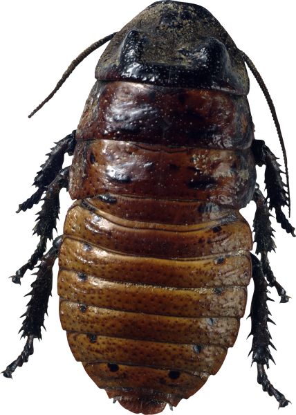 roach bug PNG image 图片编号:400