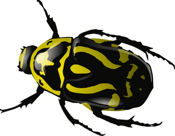 黄色虫子PNG免抠图透明素材 16设计