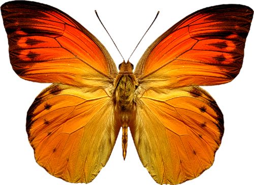 橙色蝴蝶PNG图片，蝴蝶免费下载图片编号:1001