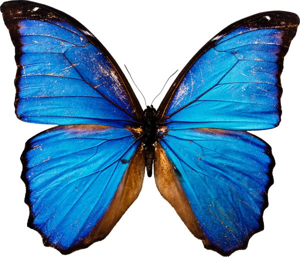 蓝色蝴蝶PNG免抠图透明素材 16设计网编号:1006