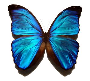 蓝色蝴蝶PNG透明背景免抠图元素 16图库网编号:1013