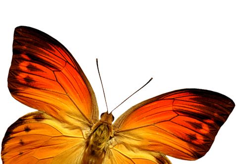 橙色蝴蝶PNG图片，蝴蝶免费下载图片编号:1015
