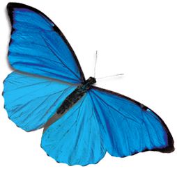 蓝色蝴蝶PNG免抠图透明素材 16设计网编号:1016