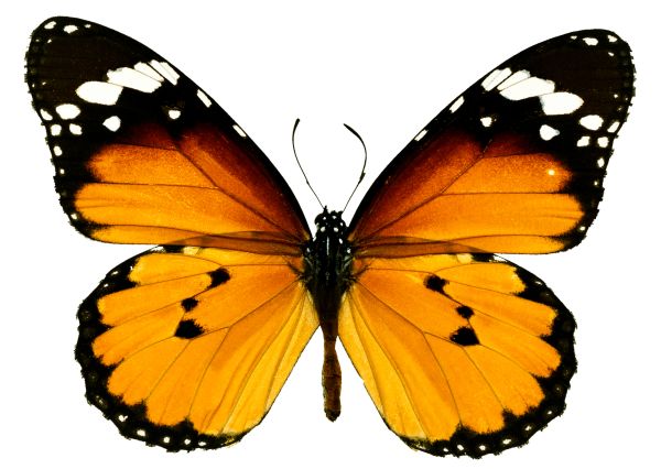 蝴蝶PNG免抠图透明素材 素材中国编号:103804
