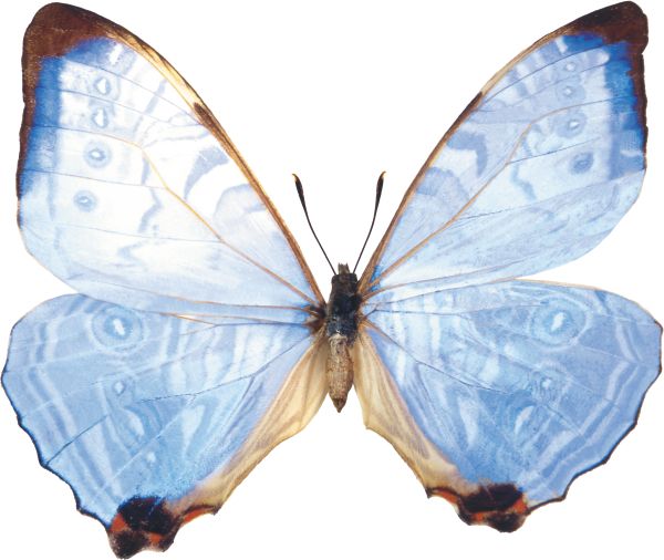 蝴蝶PNG免抠图透明素材 素材中国编号:103816