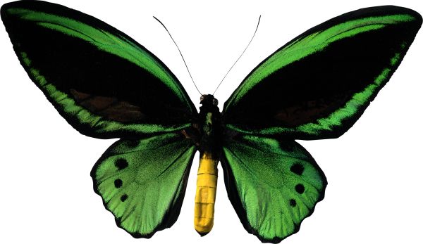 蝴蝶绿PNG透明元素免抠图素材 16素材网编号:103827
