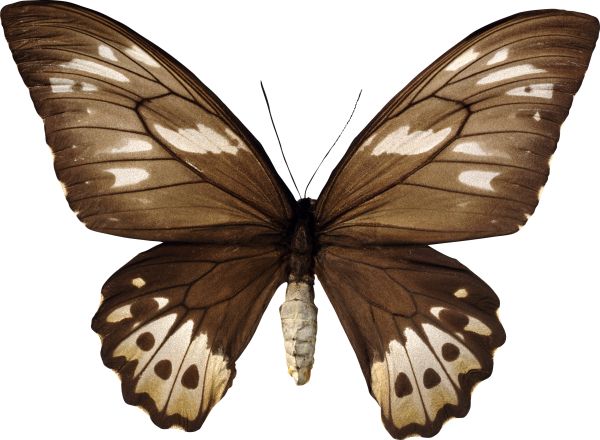 蝴蝶PNG免抠图透明素材 16设计网编号:103829