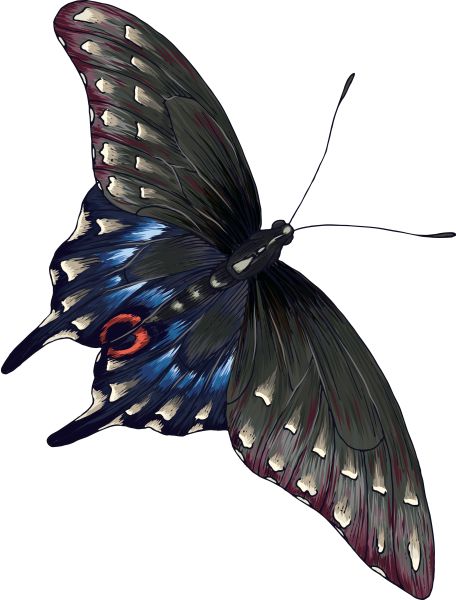 灰蝴蝶PNG免抠图透明素材 素材天下