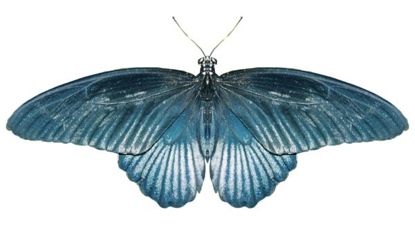 蝴蝶PNG免抠图透明素材 16设计网编号:1049