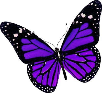 紫色蝴蝶PNG免抠图透明素材 16设计网编号:1056
