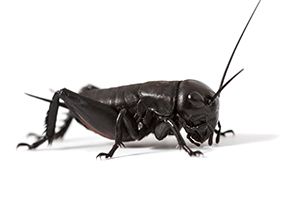 蟋蟀昆虫 PNG透明背景免抠图元素 16图库网编号:76650