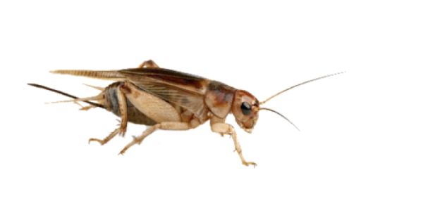 蟋蟀昆虫 PNG透明背景免抠图元素 1