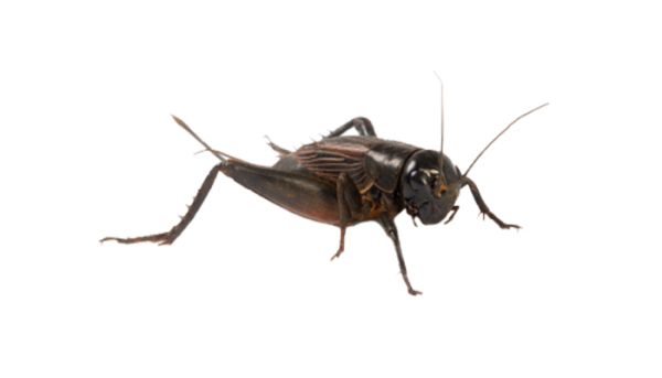 蟋蟀昆虫 PNG透明背景免抠图元素 16图库网编号:76652