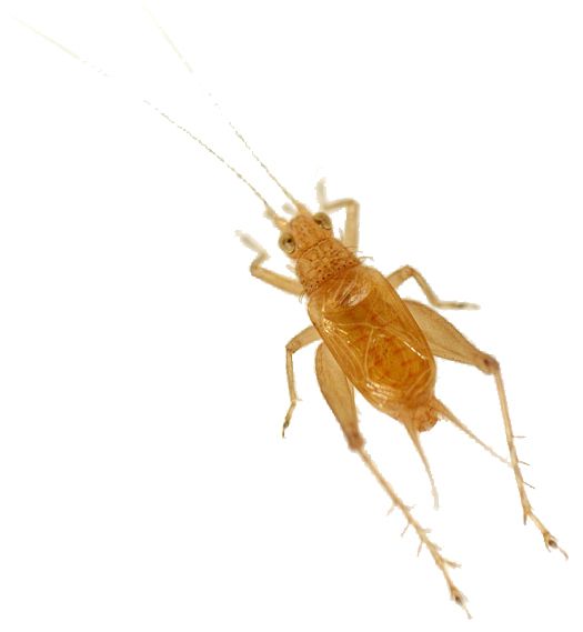 蟋蟀昆虫 PNG透明背景免抠图元素 素材中国编号:76654