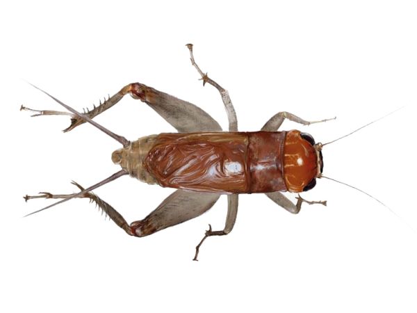 蟋蟀昆虫 PNG免抠图透明素材 素材中国编号:76656